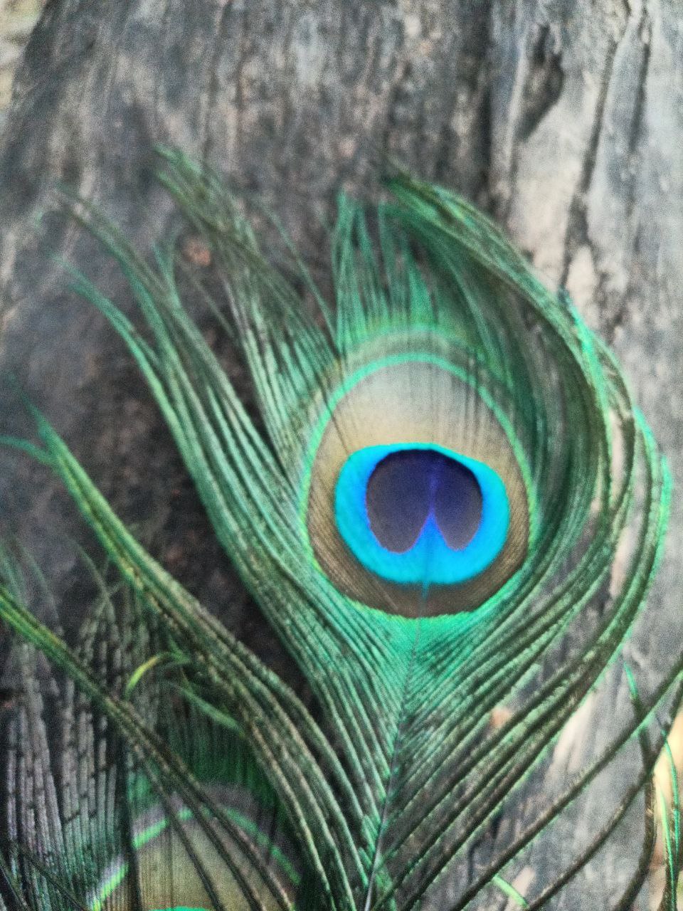 a close up of a peacock's eye